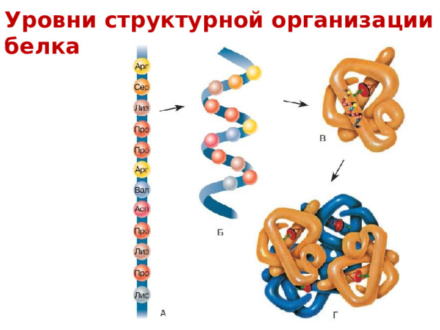 Уровни структурной организации белка 