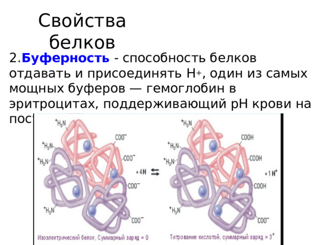 Свойства белков  2. Буферность - способность белков отдавать и присоединять Н + , один из самых мощных буферов — гемоглобин в эритроцитах, поддерживающий рН крови на постоянном уровне. 