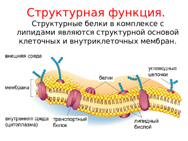 Структурная функция.  Структурные белки в комплексе с липидами являются структурной основой клеточных и внутриклеточных мембран. 