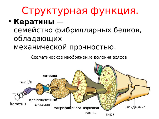 Структурная функция. Кератины  — семейство фибриллярных белков, обладающих механической прочностью. (волосы, ногти, рога). 