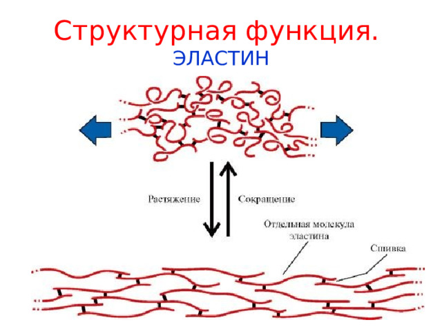 Структурная функция.  ЭЛАСТИН 