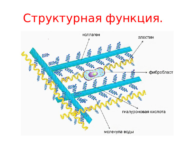 Структурная функция. 