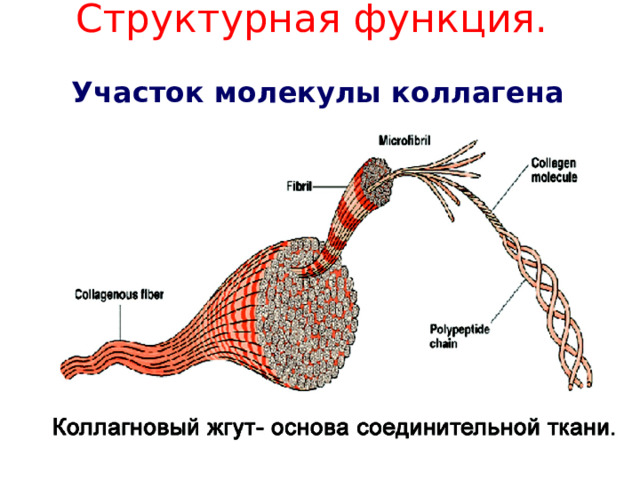 Структурная функция.   Участок молекулы коллагена 