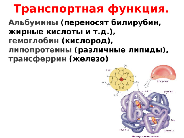Транспортная функция. Альбумины (переносят билирубин, жирные кислоты и т.д.),  гемоглобин (кислород), липопротеины (различные липиды), трансферрин (железо)  