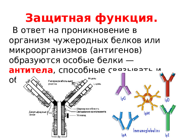 Защитная функция.  В ответ на проникновение в организм чужеродных белков или микроорганизмов (антигенов) образуются особые белки — антитела , способные связывать и обезвреживать их. 