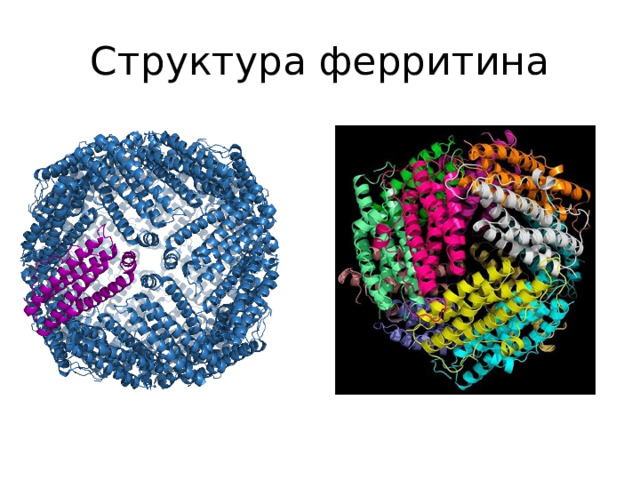 Структура ферритина 