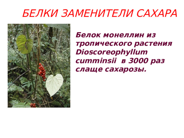 БЕЛКИ ЗАМЕНИТЕЛИ САХАРА Белок монеллин из тропического растения Dioscoreophyllum cumminsii в 3000 раз слаще сахарозы. 