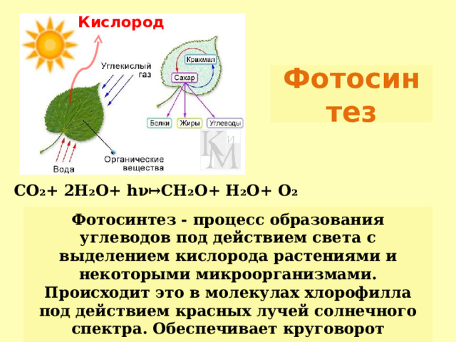 Кислород Фотосинтез СО₂+ 2Н₂О+ h ν↦ CH₂O+ H₂O+ O₂ Фотосинтез - процесс образования углеводов под действием света с выделением кислорода растениями и некоторыми микроорганизмами. Происходит это в молекулах хлорофилла под действием красных лучей солнечного спектра. Обеспечивает круговорот кислорода в природе . 