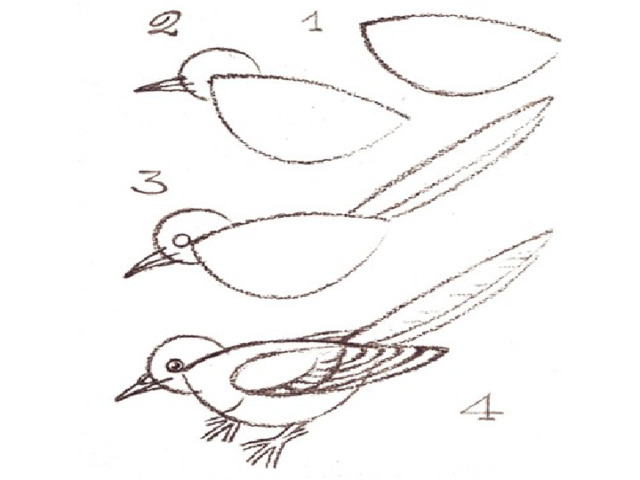 Рисуем птицу поэтапно презентация 2 класс. Схема рисования птицы. Схемы рисования птиц для дошкольников. Поэтапное рисование птицы в старшей группе. Схема рисования птички в старшей группе.