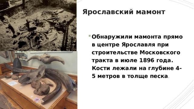 Ярославский мамонт Обнаружили мамонта прямо в центре Ярославля при строительстве Московского тракта в июле 1896 года. Кости лежали на глубине 4-5 метров в толще песка . 