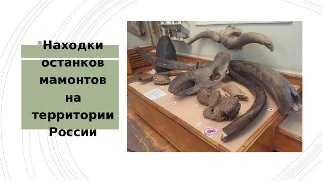 Находки останков мамонтов на территории России 