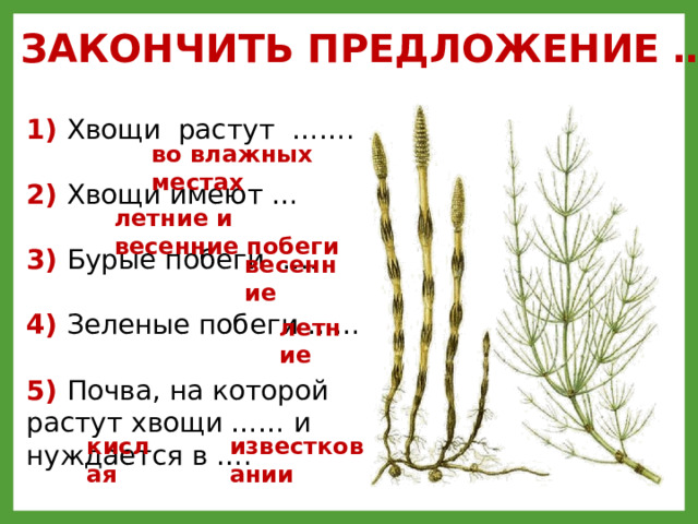 ЗАКОНЧИТЬ ПРЕДЛОЖЕНИЕ … 1) Хвощи растут …….  2) Хвощи имеют …  3) Бурые побеги …..  4) Зеленые побеги ……  5) Почва, на которой растут хвощи …… и нуждается в …. во влажных местах летние и весенние побеги весенние летние Во влажных местах; летние и весенние побеги; весенние; летние; кислая, известкование. известковании кислая  