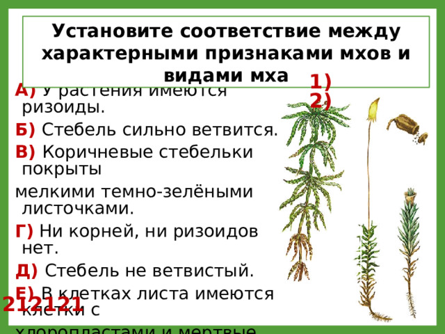 Установите соответствие между характерными признаками мхов и видами мха 1) 2) А) У растения имеются ризоиды. Б) Стебель сильно ветвится. В) Коричневые стебельки покрыты мелкими темно-зелёными листочками. Г) Ни корней, ни ризоидов нет. Д) Стебель не ветвистый. Е) В клетках листа имеются клетки с хлоропластами и мертвые клетки, запасающие воздух и воду. 212121 