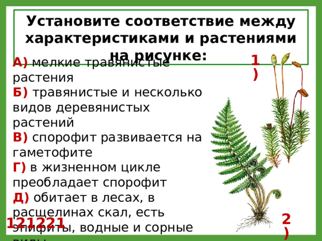 Установите соответствие между характеристиками и растениями на рисунке: А) мелкие травянистые растения 1) Б) травянистые и несколько видов деревянистых растений В) спорофит развивается на гаметофите Г) в жизненном цикле преобладает спорофит Д) обитает в лесах, в расщелинах скал, есть эпифиты, водные и сорные виды Е) обитает на болотах, в тундре, в лесу, есть водные виды 2) 121221 