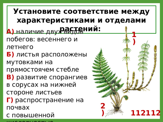 Установите соответствие между характеристиками и отделами растений: А) наличие двух видов побегов: весеннего и летнего Б) листья расположены мутовками на прямостоячем стебле В) развитие спорангиев в сорусах на нижней стороне листьев Г) распространение на почвах с повышенной кислотностью Д) развитие спор в спороносных колосках Е) перистые листья – вайи 1) 2) 112112 