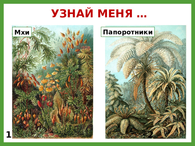 УЗНАЙ МЕНЯ … Папоротники Мхи 1 – мхи, 2 – древние папоротники 1 2  