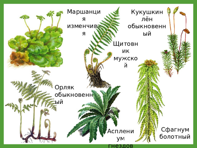 Споровые растения примеры названия