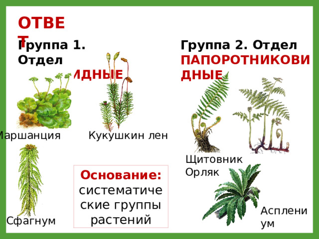 ОТВЕТ Группа 1. Отдел МОХОВИДНЫЕ Группа 2. Отдел ПАПОРОТНИКОВИДНЫЕ Маршанция Кукушкин лен Щитовник Орляк Основание: систематические группы растений Асплениум Сфагнум 