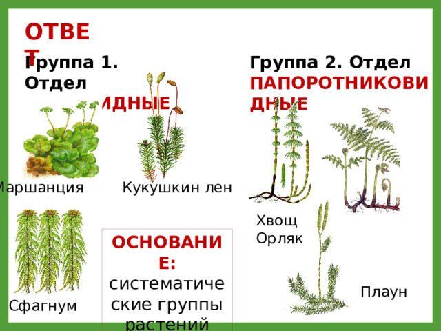 Хвощи систематика. Какие растения относятся к отделу Моховидные учи ру картинки.