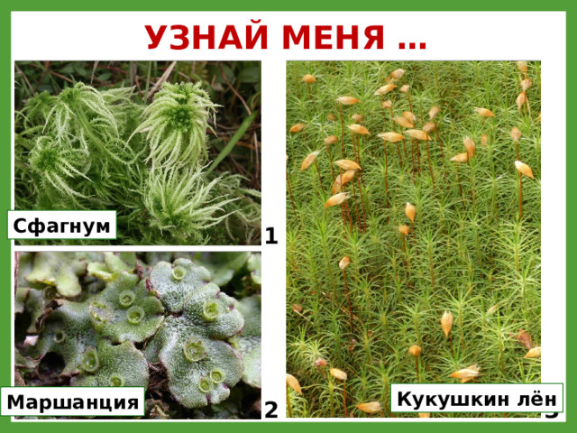 УЗНАЙ МЕНЯ … Сфагнум 1 Кукушкин лён Маршанция 3 2 