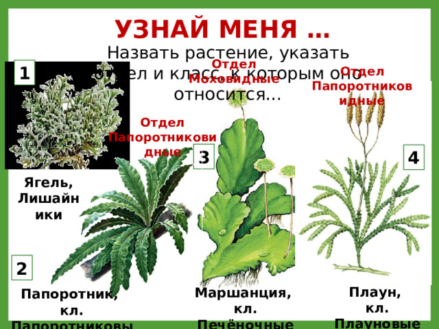 УЗНАЙ МЕНЯ … Назвать растение, указать отдел и класс, к которым оно относится… Отдел Моховидные 1 Отдел Папоротниковидные Отдел Папоротниковидные 3 4 Ягель, Лишайники 1 – лишайник ягель (олений мох), 2 – папоротник (папоротниковидные), 3 – маршанция (моховидные, печеночные мхи), 4 – плаун (папоротниковидные, плауновые) 2 Плаун, кл. Плауновые Маршанция, кл. Печёночные мхи Папоротник, кл. Папоротниковые  