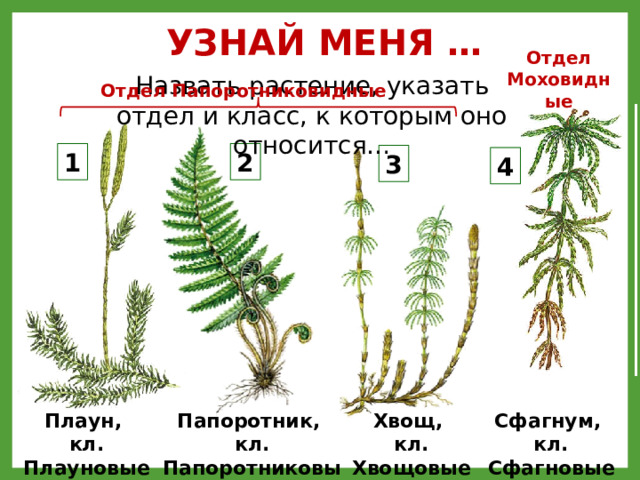 Какое растение относится к папоротникам. Какие растения относятся к отделу Моховидные. Классы папоротниковидных. Кто относится к папоротниковидным.