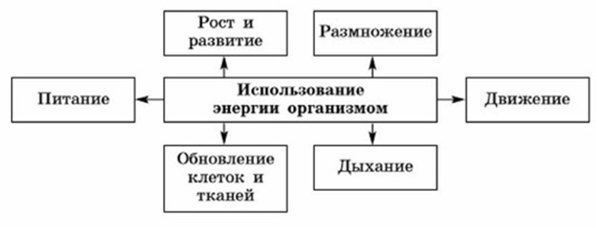 Основным источником быстрой энергии в живых организмах