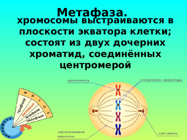 Метафаза. хромосомы выстраиваются в плоскости экватора клетки; состоят из двух дочерних хроматид, соединённых центромерой 