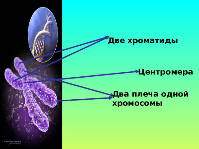 Две хроматиды Центромера Два плеча одной хромосомы 