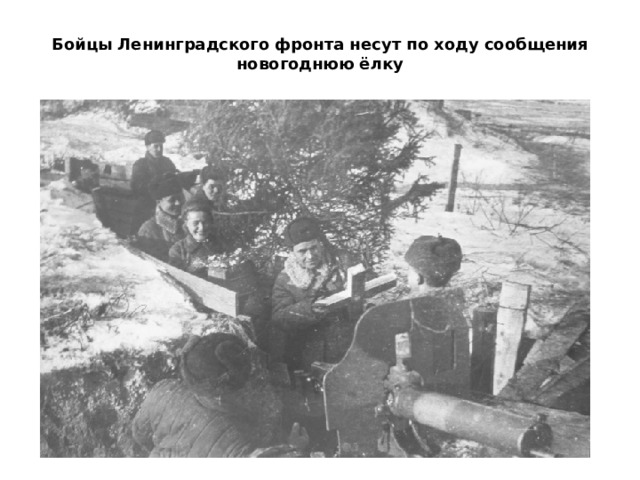 Бойцы Ленинградского фронта несут по ходу сообщения новогоднюю ёлку   