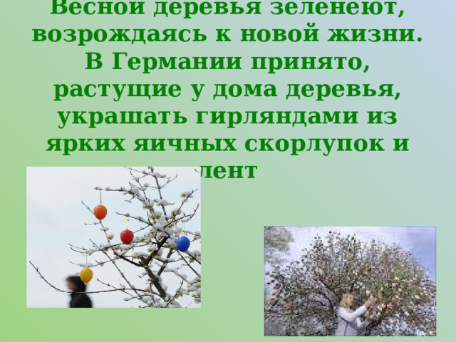 Весной деревья зеленеют, возрождаясь к новой жизни. В Германии принято, растущие у дома деревья, украшать гирляндами из ярких яичных скорлупок и лент 