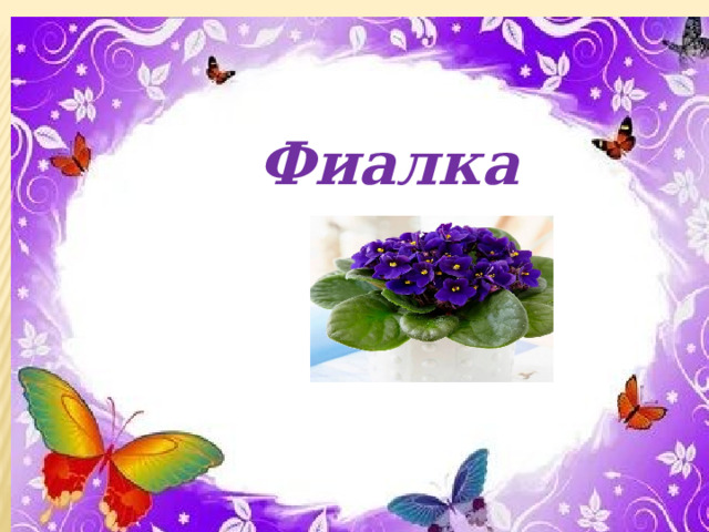 Фиалка  Форфор  