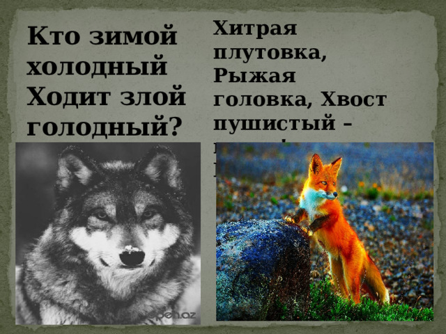 Кто зимой холодный Ходит злой голодный? Хитрая плутовка, Рыжая головка, Хвост пушистый – краса! Как зовут ее? 