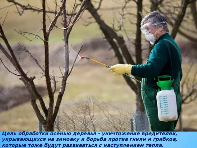 Цель обработки осенью деревья - уничтожение вредителей, укрывающихся на зимовку и борьба против гнили и грибков, которые тоже будут развиваться с наступлением тепла. 