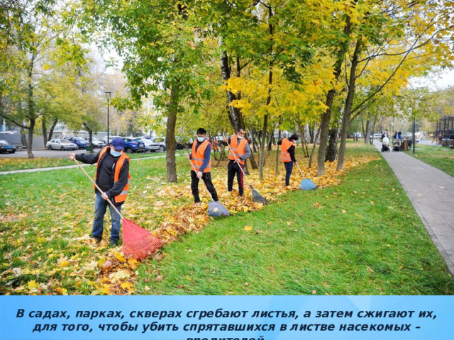 В садах, парках, скверах сгребают листья, а затем сжигают их, для того, чтобы убить спрятавшихся в листве насекомых – вредителей. 