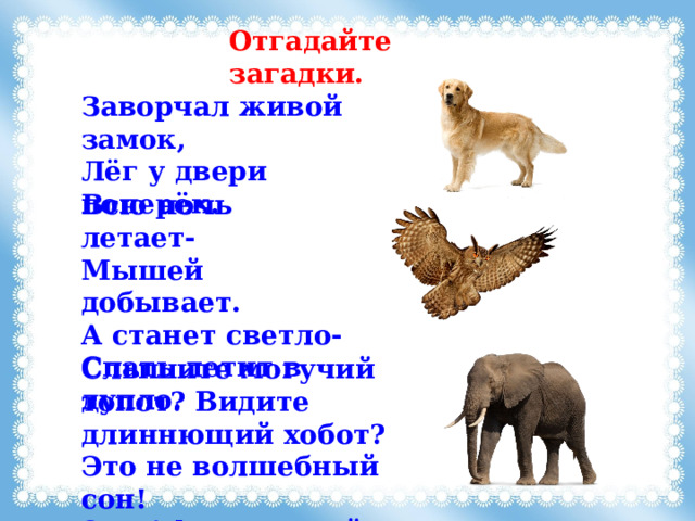 Отгадайте загадки. Заворчал живой замок, Лёг у двери поперёк. Всю ночь летает- Мышей добывает. А станет светло- Спать летит в дупло. Слышите могучий топот? Видите длиннющий хобот? Это не волшебный сон! Это Африканский… 