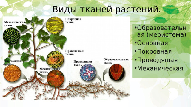 Виды тканей растений. Образовательная (меристема) Основная Покровная Проводящая Механическая 