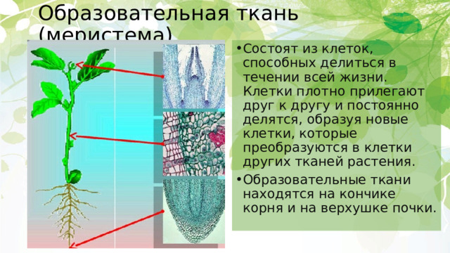 Функция образовательной ткани у растений 6 класс