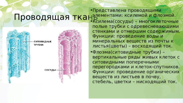 Проводящая ткань Представлена проводящими элементами: ксилемой и флоэмой. Ксилема(сосуды) – многоклеточные полые трубки с одревесневающими стенками и отмершим содержимым. Функции: проведение воды и минеральных веществ из почты к листья(цветы) – восходящий ток. Флоэма(ситовидные трубки) – вертикальные ряды живых клеток с ситовидными поперечными перегородками и клеток-спутников. Функции: проведение органических веществ из листьев в почву, стебель, цветки – нисходящий ток. 