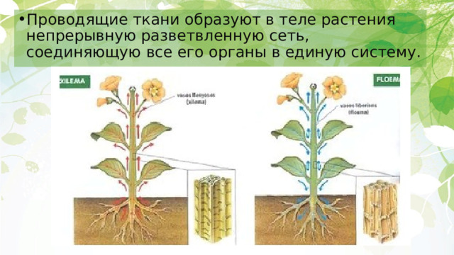 Проводящие ткани образуют в теле растения непрерывную разветвленную сеть, соединяющую все его органы в единую систему. 