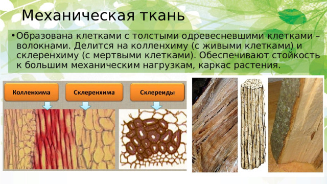 Отличия механической ткани от других тканей растения. Механическая ткань. Механическая ткань растений. Взаимосвязь механической ткани. Механическая ткань образованная живыми клетками.