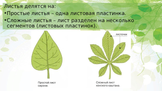 Листья делятся на: Простые листья – одна листовая пластинка. Сложные листья – лист разделен на несколько сегментов (листовых пластинок). 