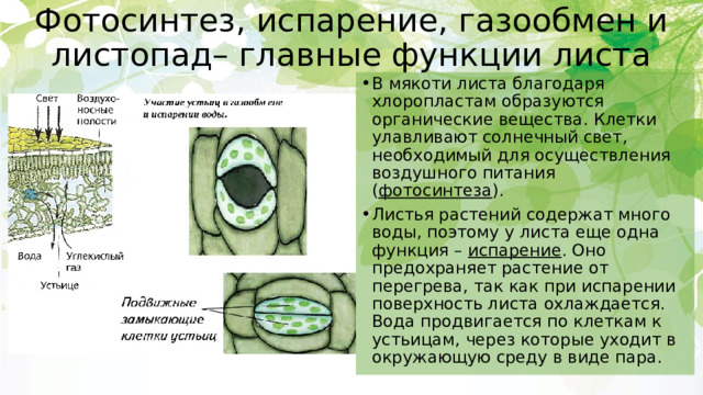 Устьица обеспечивают процессы