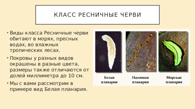 Класс ресничные черви Виды класса Ресничные черви обитают в морях, пресных водах, во влажных тропических лесах. Покровы у разных видов окрашены в разные цвета, размеры также отличаются от долей миллиметра до 10 см. Мы с вами рассмотрим в примере вид Белая планария. 