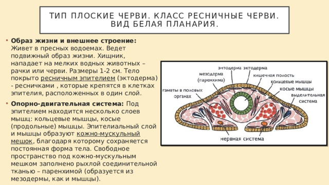 Тип плоские черви. Класс ресничные черви. Вид белая планария. Образ жизни и внешнее строение: Живет в пресных водоемах. Ведет подвижный образ жизни. Хищник, нападает на мелких водных животных – рачки или черви. Размеры 1-2 см. Тело покрыто ресничным эпителием (эктодерма) - ресничками , которые крепятся в клетках эпителия, расположенных в один слой. Опорно-двигательная система: Под эпителием находится несколько слоев мышц: кольцевые мышцы, косые (продольные) мышцы. Эпителиальный слой и мышцы образуют кожно-мускульный мешок , благодаря которому сохраняется постоянная форма тела. Свободное пространство под кожно-мускульным мешком заполнено рыхлой соединительной тканью – паренхимой (образуется из мезодермы, как и мышцы). 