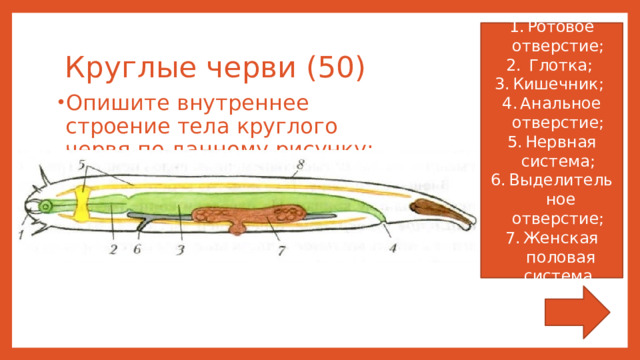 Ротовое отверстие;  Глотка; Кишечник; Анальное отверстие; Нервная система; Выделительное отверстие; Женская половая система. Круглые черви (50) Опишите внутреннее строение тела круглого червя по данному рисунку: 