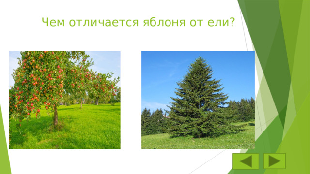 Чем отличается яблоня от ели? 