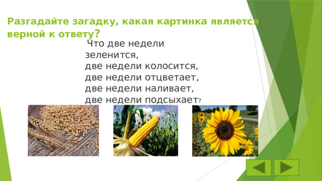 Разгадайте загадку, какая картинка является верной к ответу ?   Что две недели зеленится,  две недели колосится,  две недели отцветает,  две недели наливает,  две недели подсыхает ? 