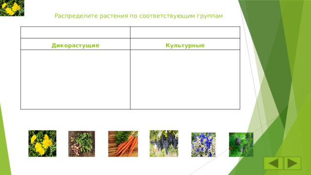 Распределите растения по соответствующим группам Дикорастущие Культурные 