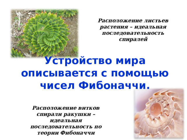 Расположение листьев растения – идеальная последовательность спиралей Устройство мира описывается с помощью чисел Фибоначчи. Расположение витков спирали ракушки – идеальная последовательность по теории Фибоначчи 